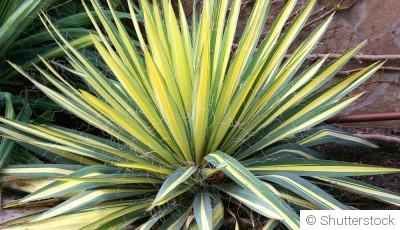 Bouture de yucca : quand et comment bouturer un yucca ?