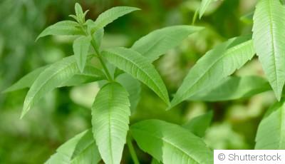 Bouture de verveine : quand et comment bouturer une verveine ?