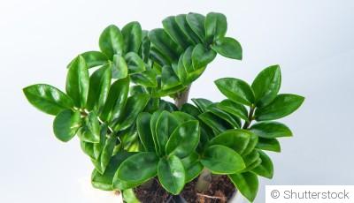 Bouture de zamioculcas (plante zz) : quand et comment bouturer un zamioculcas ?