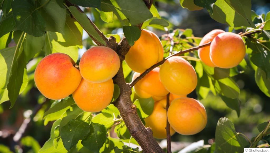 Bouture d\'abricotier (abricot) : quand et comment bouturer un abricotier ?