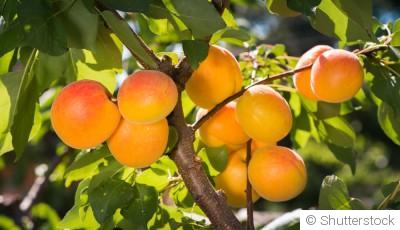 Bouture d\'abricotier (abricot) : quand et comment bouturer un abricotier ?