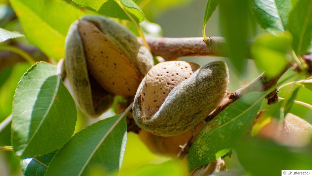 Bouture d\'amandier (amande) : quand et comment bouturer un amandier ?