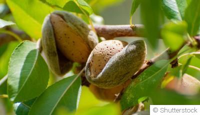 Bouture d\'amandier (amande) : quand et comment bouturer un amandier ?