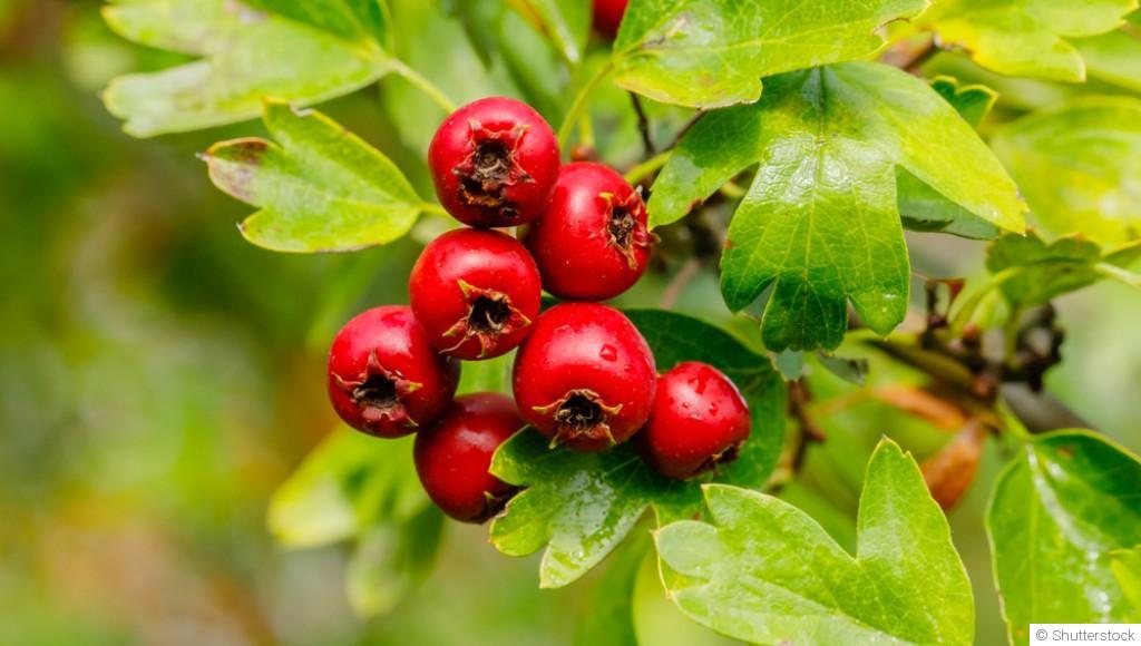 Bouture d\'aubépine : quand et comment bouturer une aubépine ?