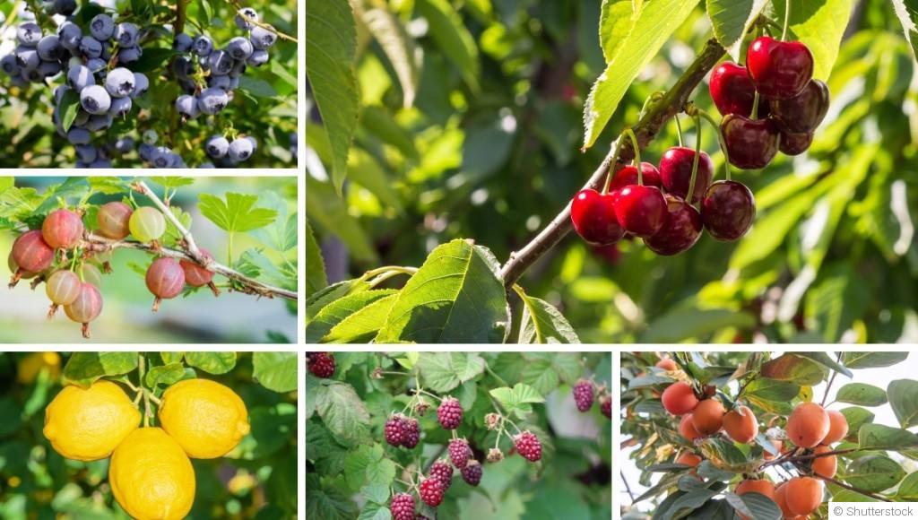 Bouture d\'arbre fruitier : quand et comment bouturer un arbre fruitier ?