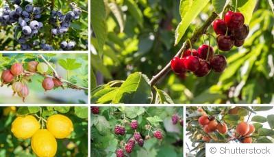 Bouture d\'arbre fruitier : quand et comment bouturer un arbre fruitier ?