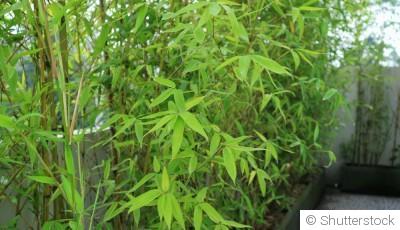 Bouture de bambou fargesia : quand et comment bouturer un bambou fargesia ?