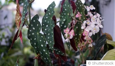 Bouture de bégonia maculata : quand et comment bouturer un bégonia maculata ?