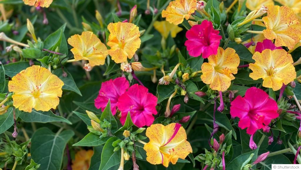 Bouture de belle de nuit : quand et comment bouturer une belle de nuit ?