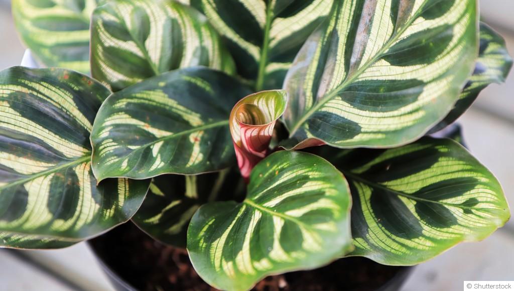 Bouture de calathea : quand et comment bouturer un calathea ?