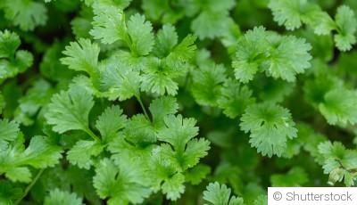 Bouture de coriandre : quand et comment bouturer de la coriandre ?