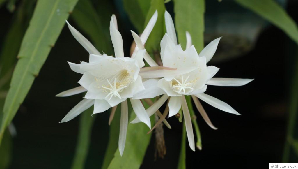 Bouture d\'epiphyllum : quand et comment bouturer un epiphyllum ?