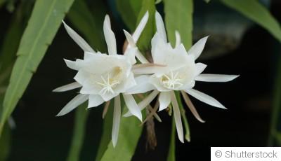 Bouture d\'epiphyllum : quand et comment bouturer un epiphyllum ?