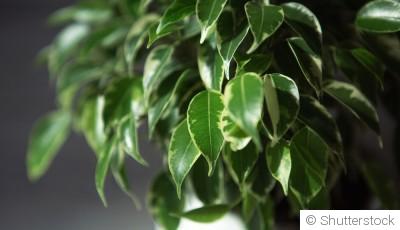 Bouture de ficus benjamina : quand et comment bouturer un ficus benjamina ?