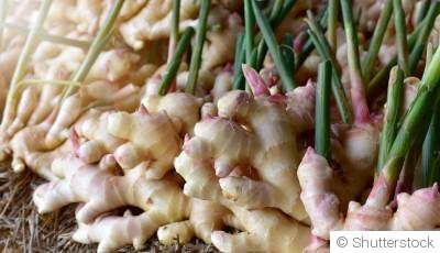 Bouture de gingembre : quand et comment bouturer du gingembre ?