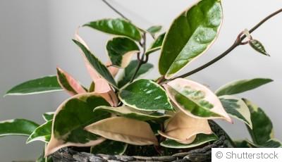 Bouture de hoya : quand et comment bouturer un hoya ?