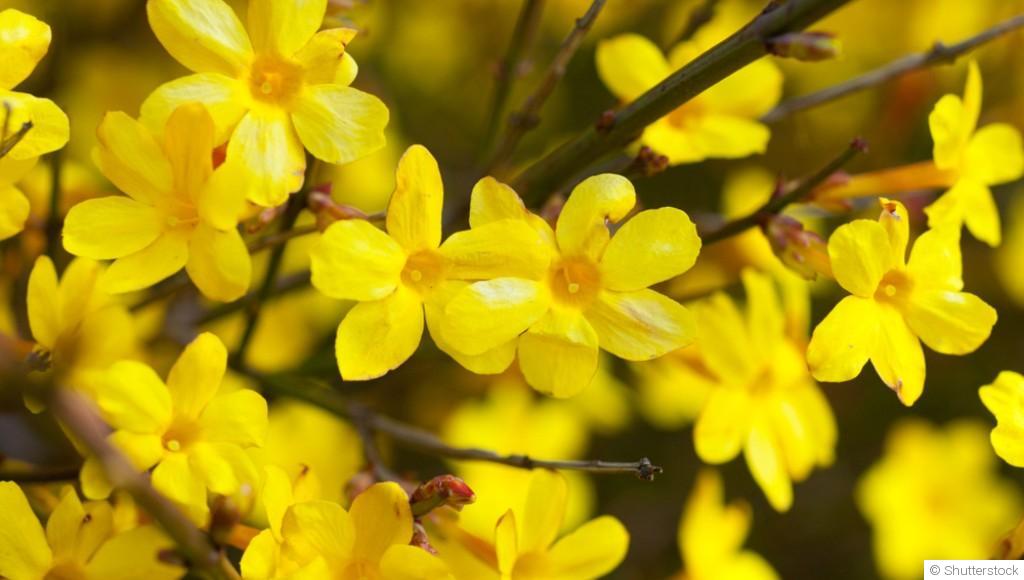 Bouture de jasmin d\'hiver : quand et comment bouturer un jasmin d\'hiver ?