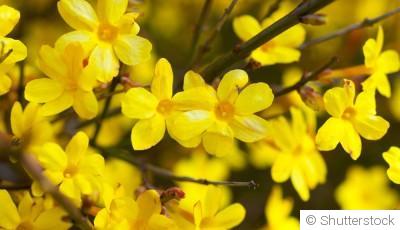 Bouture de jasmin d\'hiver : quand et comment bouturer un jasmin d\'hiver ?