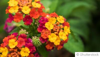 Bouture de lantana : quand et comment bouturer un lantana ?