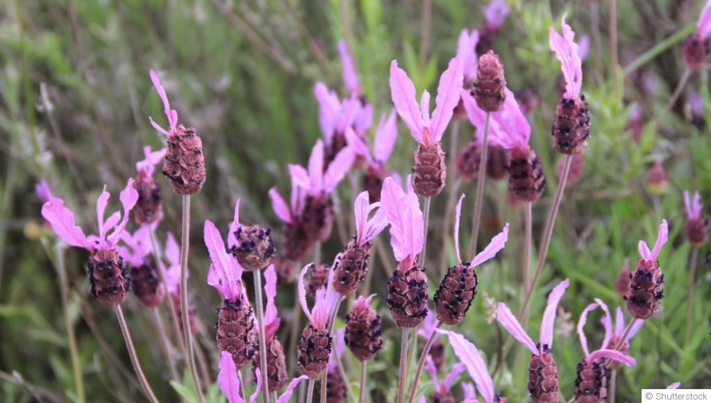 Bouture de lavande papillon : quand et comment bouturer une lavande papillon ?