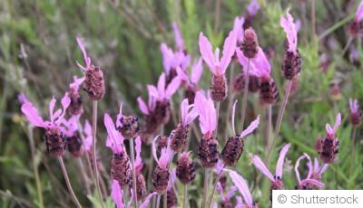 Bouture de lavande papillon : quand et comment bouturer une lavande papillon ?