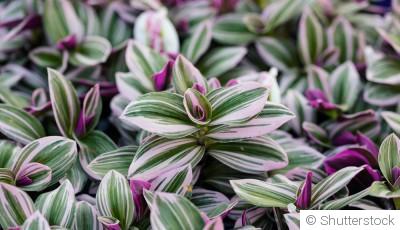 Bouture de misère (tradescantia) : quand et comment bouturer une misère ?