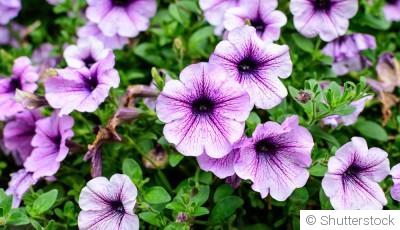 Bouture de pétunia : quand et comment bouturer un pétunia ?