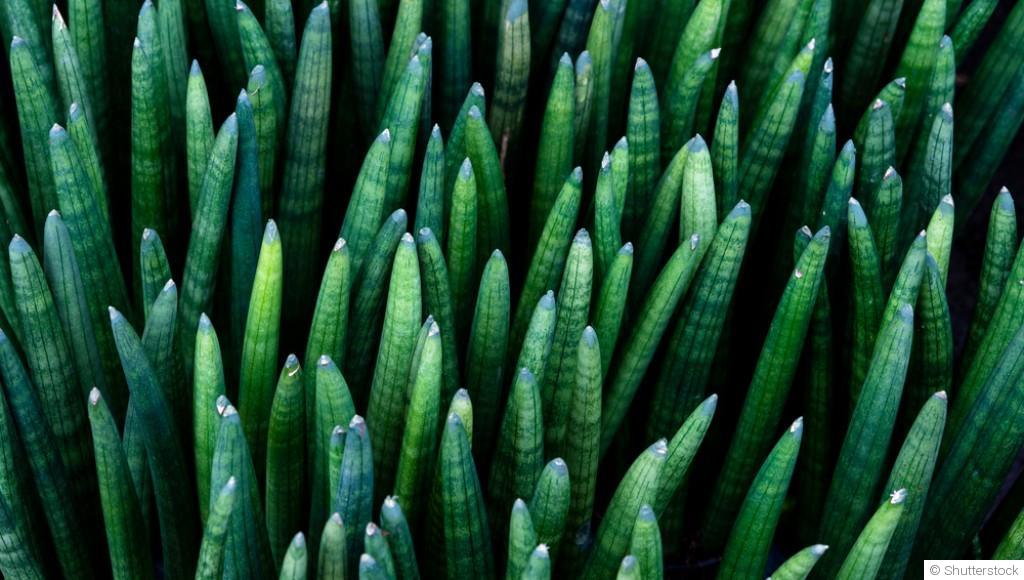 Bouture de sansevieria cylindrica : quand et comment bouturer une sansevieria cylindrica ?