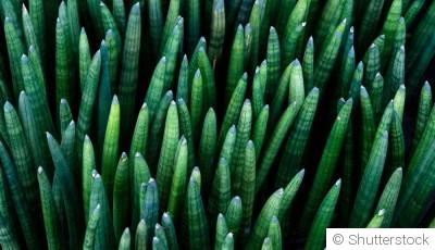 Bouture de sansevieria cylindrica : quand et comment bouturer une sansevieria cylindrica ?