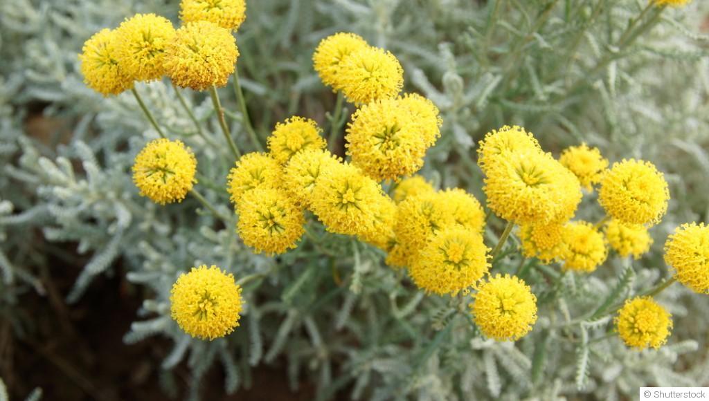 Bouture de santoline : quand et comment bouturer une santoline ?