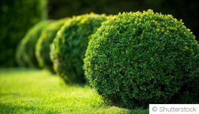 Bouture de buis : quand et comment bouturer un buis ?