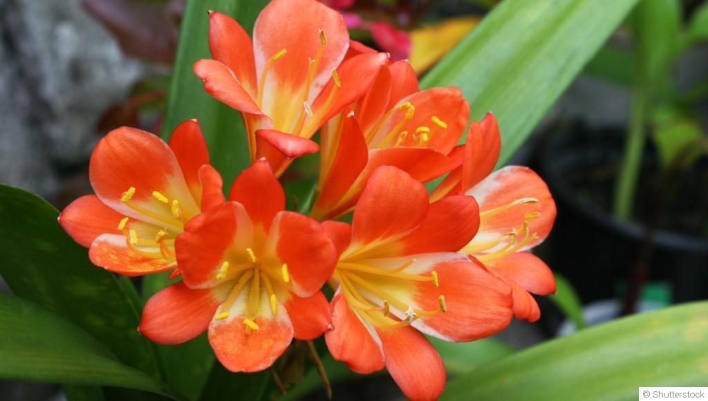 Bouture de clivia quand et comment bouturer un clivia ? Jardinier du dimanche