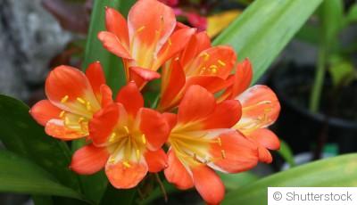 Bouture de clivia : quand et comment bouturer un clivia ?