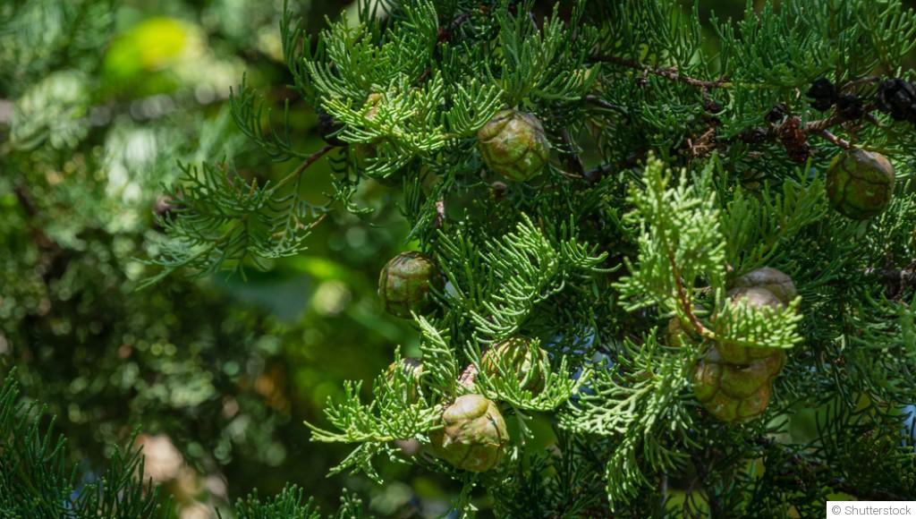 Bouture de cyprès : quand et comment bouturer un cyprès ?