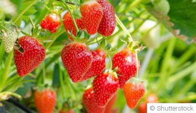 Bouture de fraisier (fraise) : quand et comment bouturer un fraisier ?