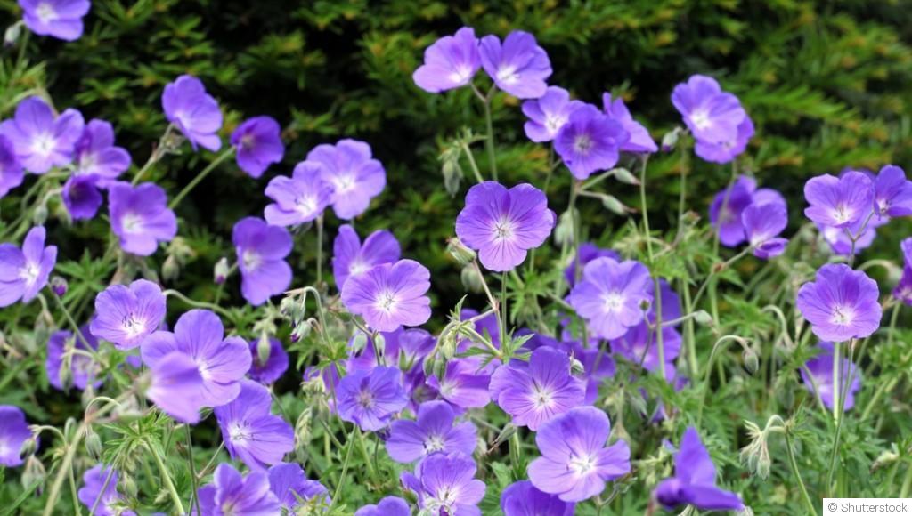 Bouture de géranium vivace : quand et comment bouturer un géranium vivace ?