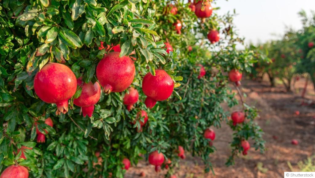 Bouture de grenadier (grenade) : quand et comment bouturer un grenadier ?