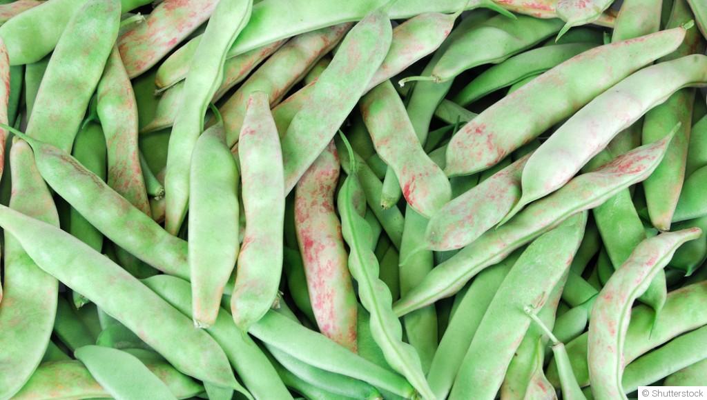 Comment planter et obtenir des haricots à rames pour maximiser ta récolte ?