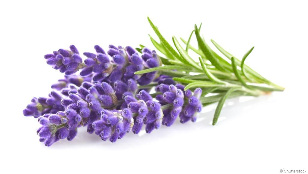 Comment planter et obtenir des fleurs de lavande parfumées dans ton jardin ?