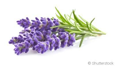 Comment planter et obtenir des fleurs de lavande parfumées dans ton jardin ?