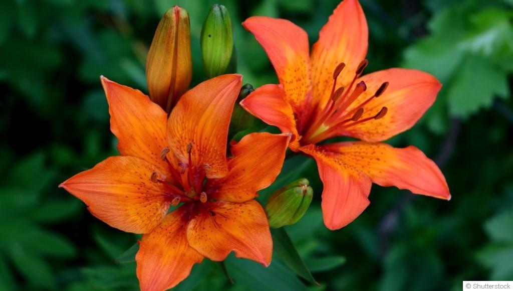 Comment planter et obtenir des lys majestueux pour des massifs floraux impressionnants ?