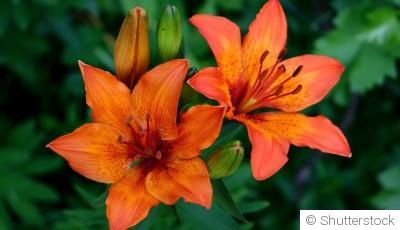 Comment planter et obtenir des lys majestueux pour des massifs floraux impressionnants ?