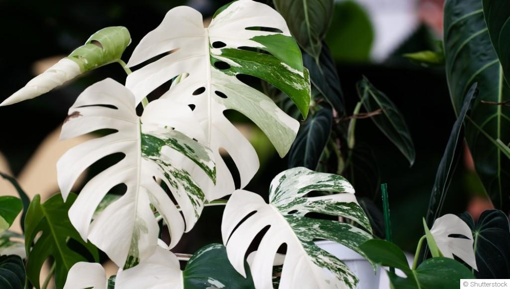 Bouture de monstera variegata : quand et comment bouturer un monstera variegata ?