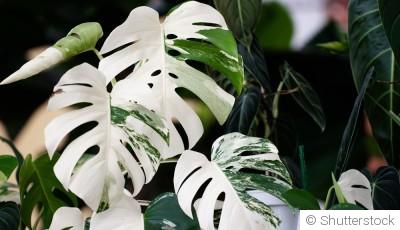 Bouture de monstera variegata : quand et comment bouturer un monstera variegata ?
