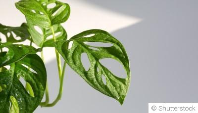 Bouture de monstera adansonii : quand et comment bouturer un monstera adansonii ?
