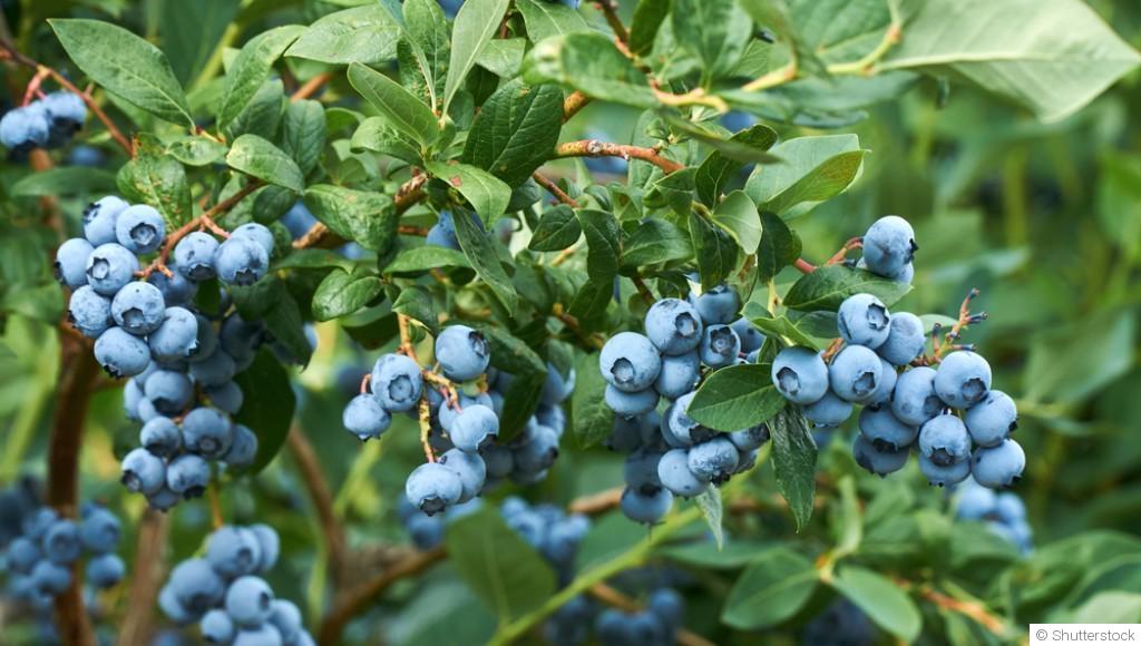 Comment planter et obtenir des myrtilles sucrées pour tes desserts et smoothies ?