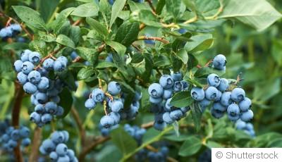 Bouture de myrtillier (myrtille) : quand et comment bouturer une myrtille ?