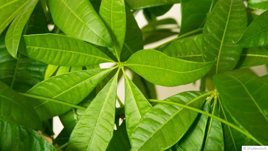 Bouture de pachira aquatica : quand et comment bouturer un pachira aquatica ?