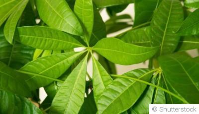 Bouture de pachira aquatica : quand et comment bouturer un pachira aquatica ?