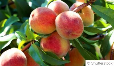 Bouture de pêcher (pêche) : quand et comment bouturer un pêcher ?